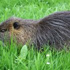 Nutria