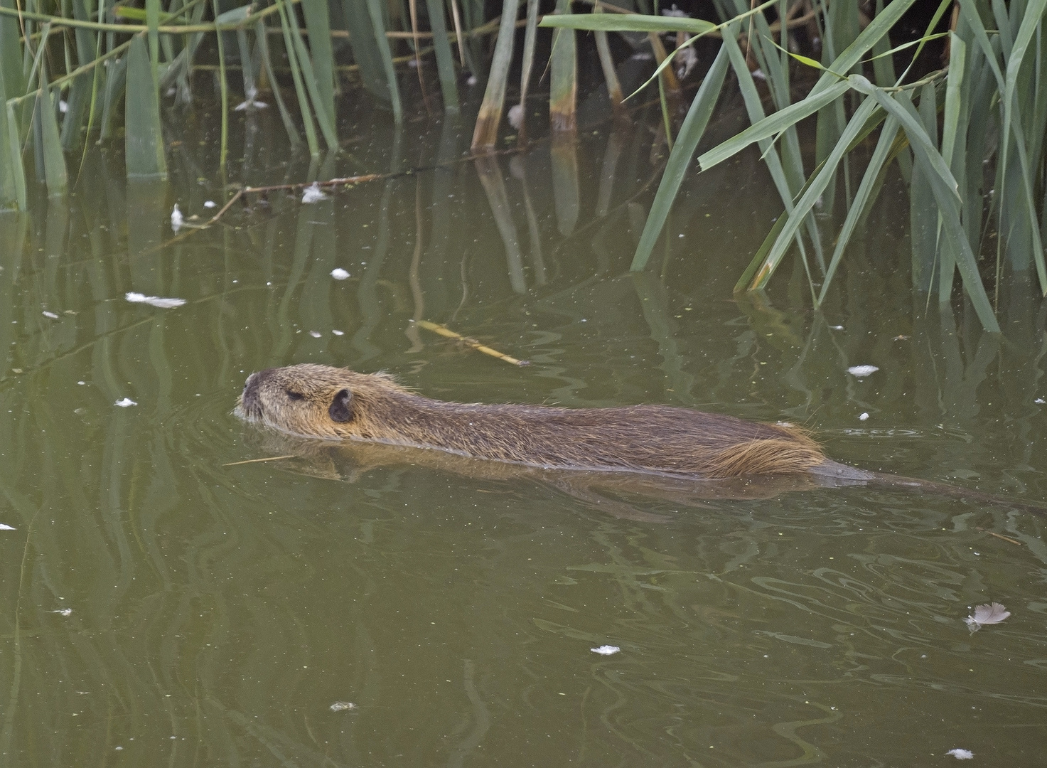 Nutria 