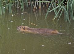 Nutria 