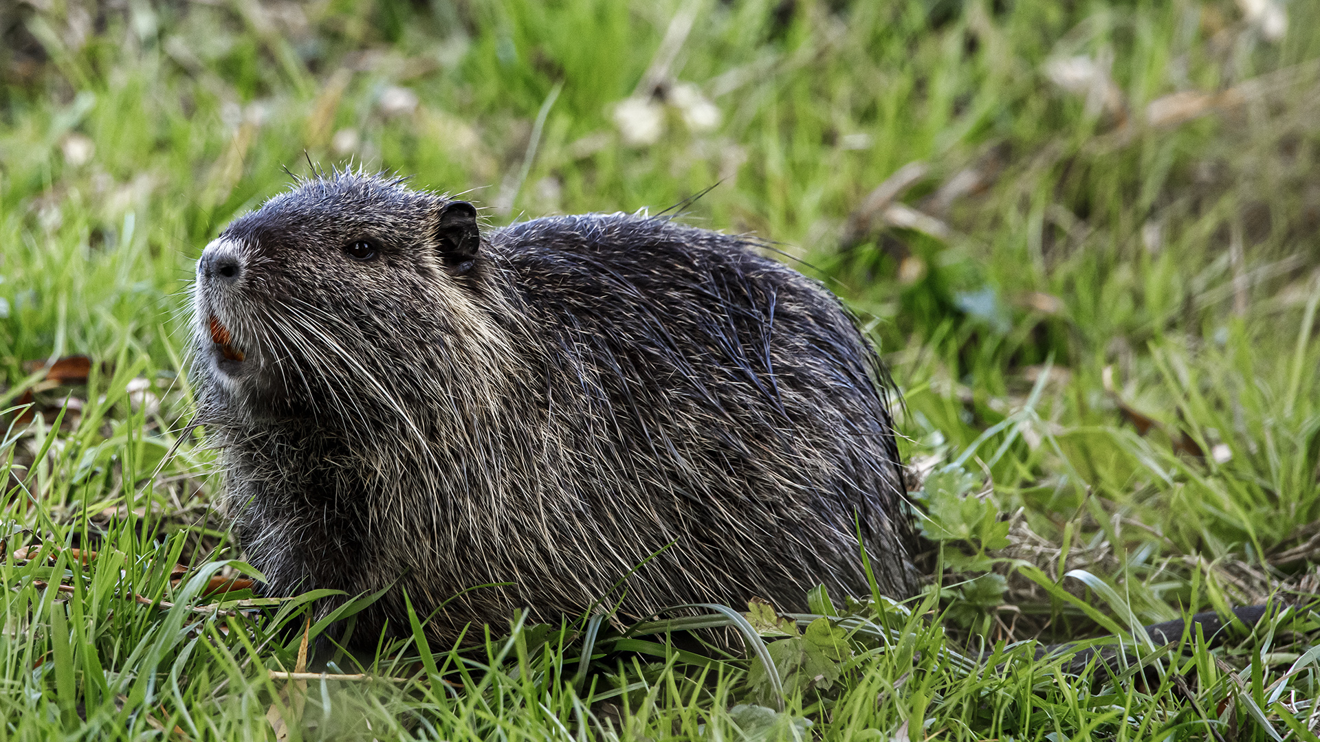 Nutria