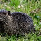 Nutria