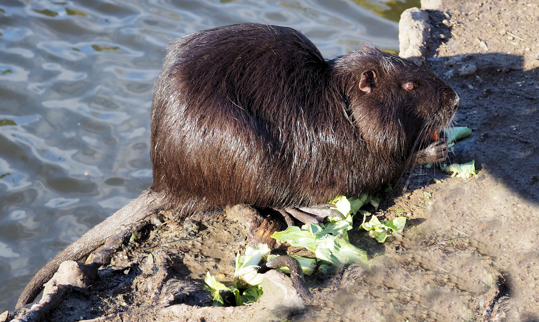 Nutria