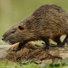 Nutria