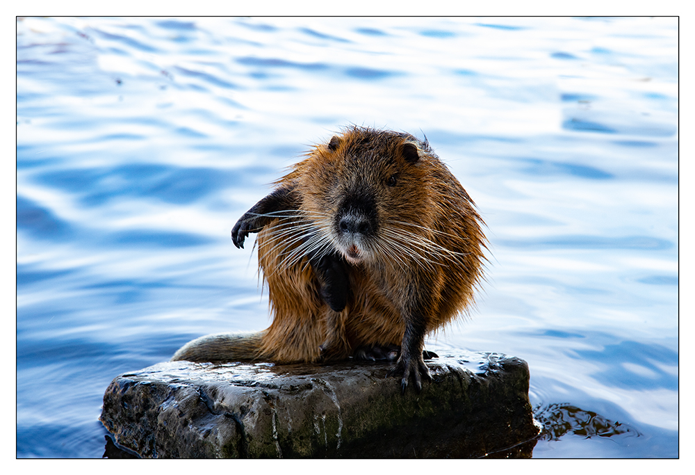 Nutria