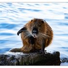 Nutria