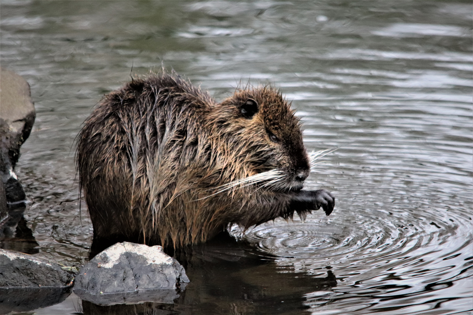 Nutria