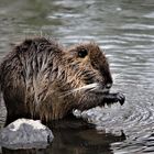 Nutria