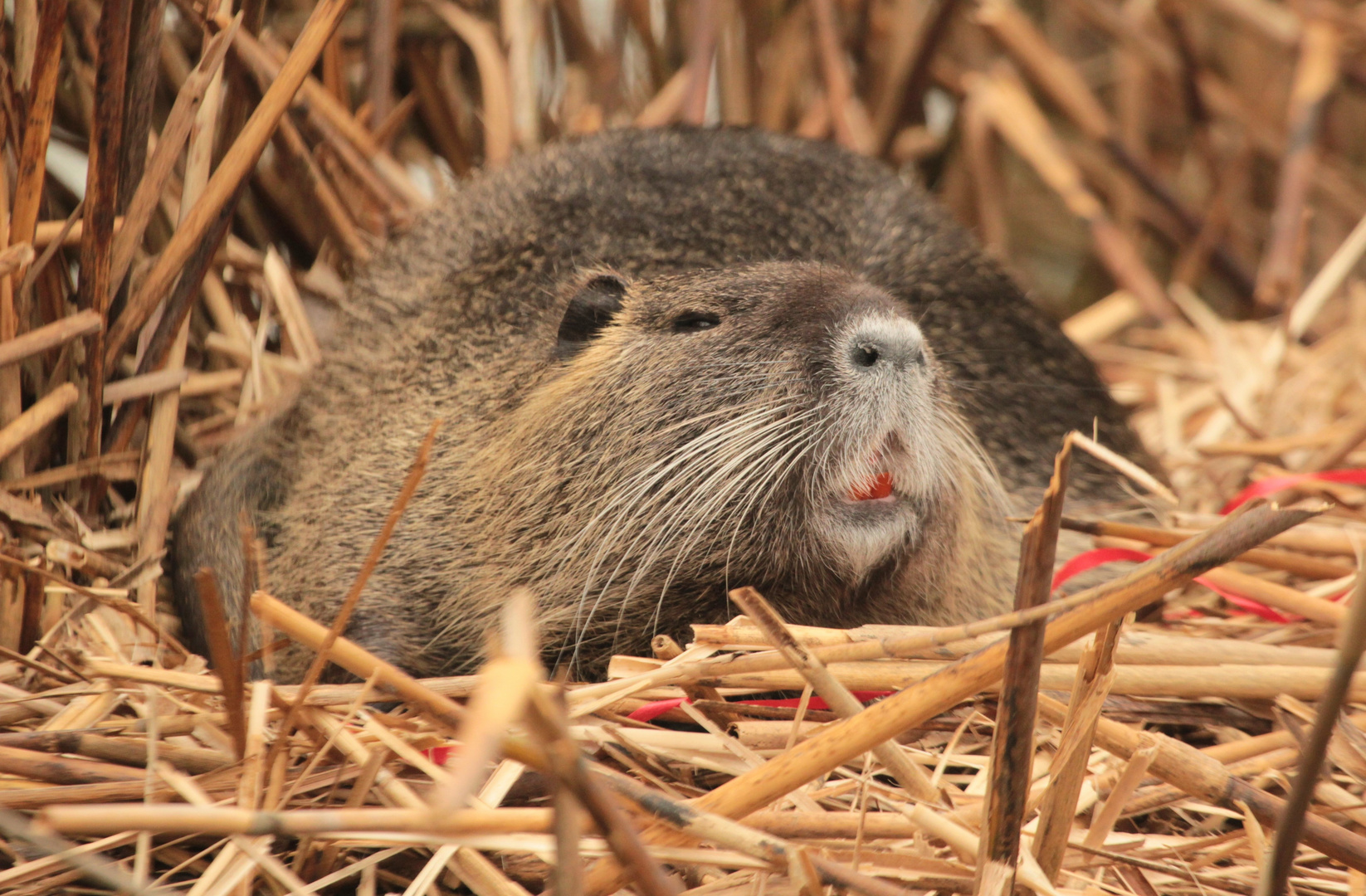 Nutria