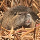 Nutria