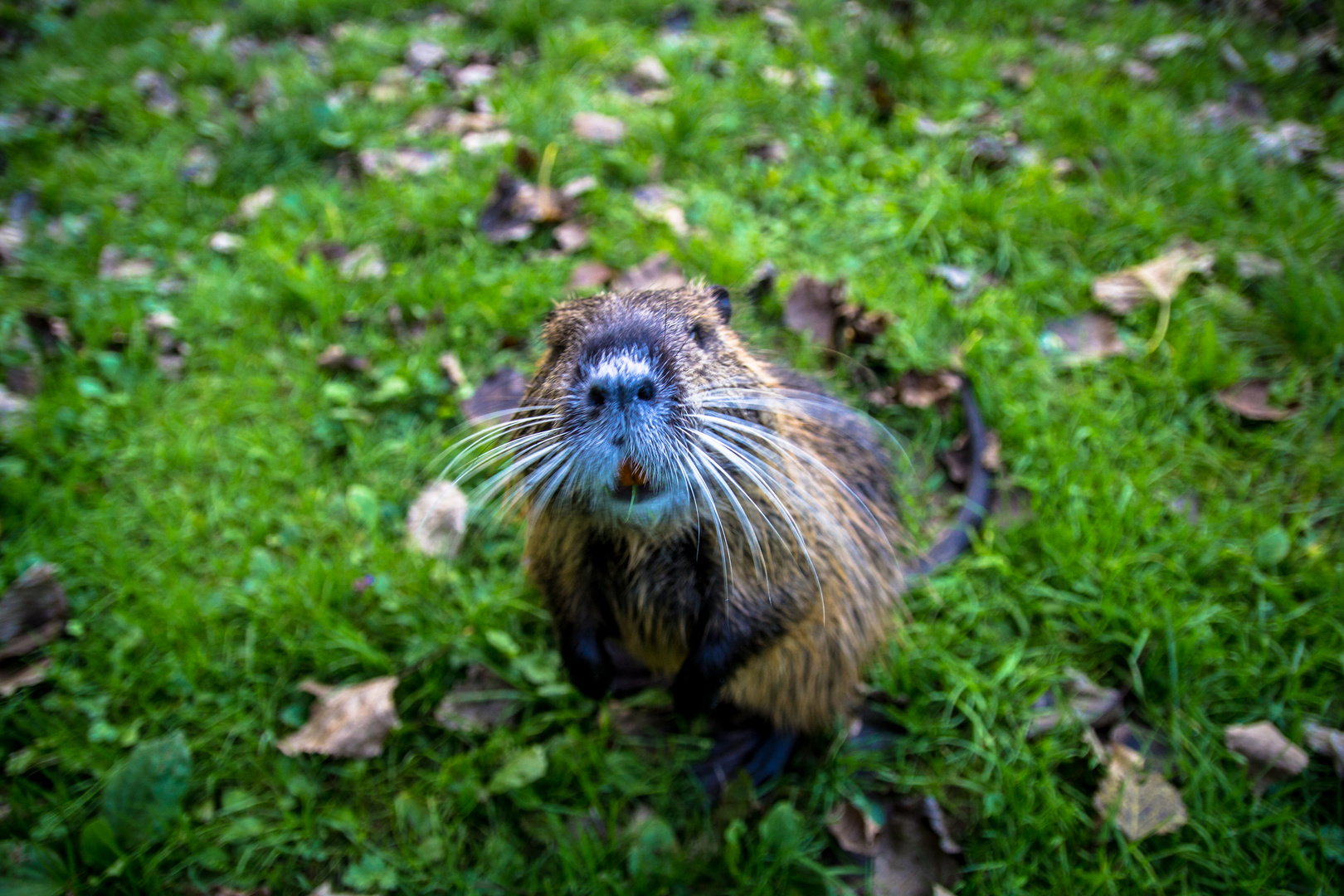 Nutria