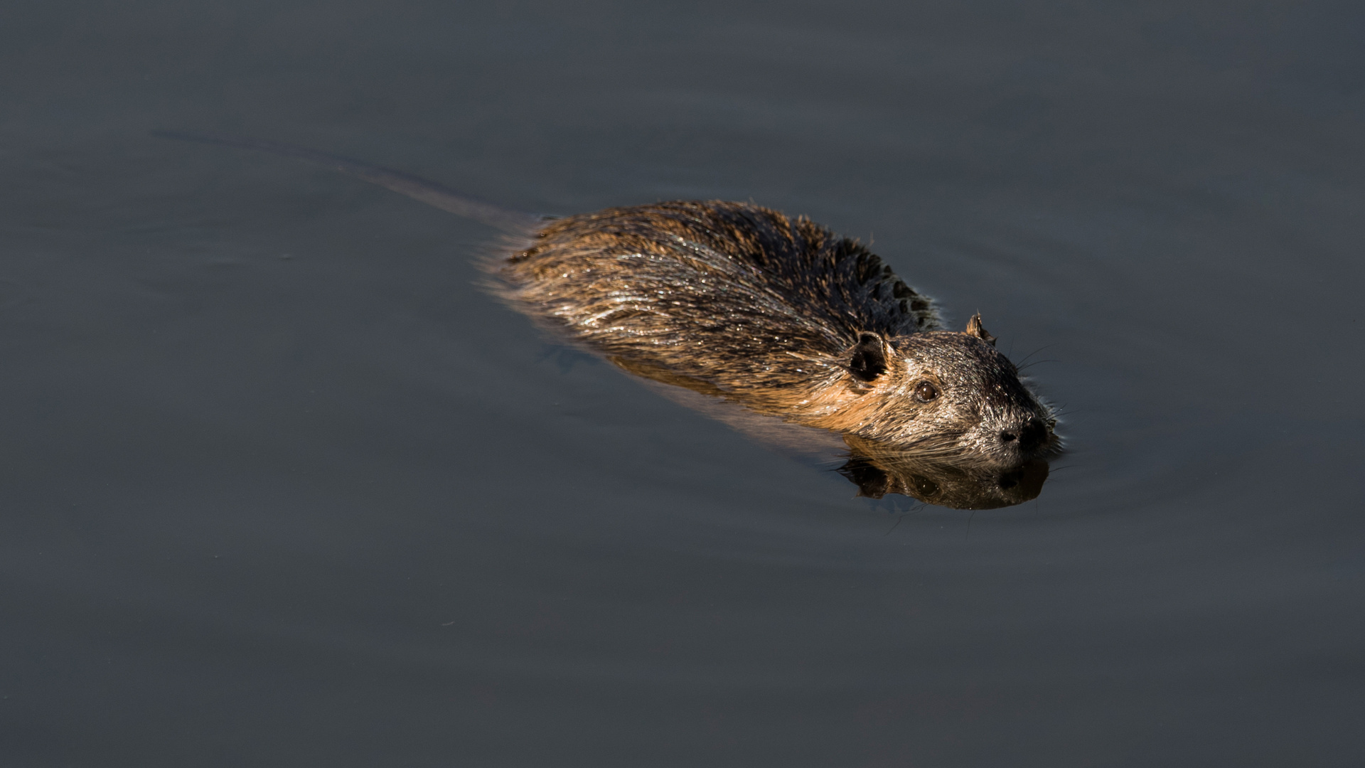 Nutria