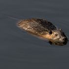 Nutria