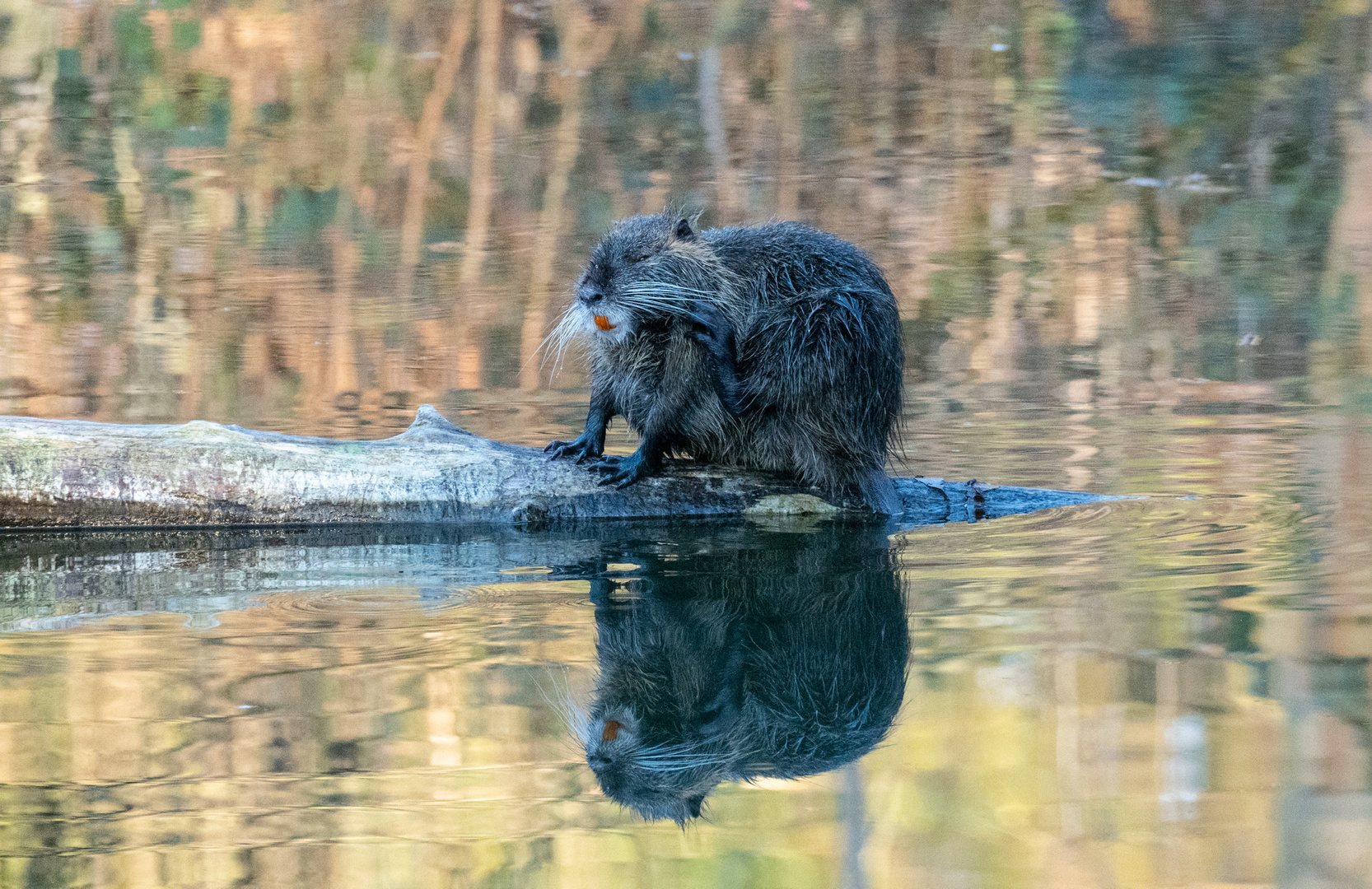 Nutria 