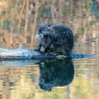 Nutria 