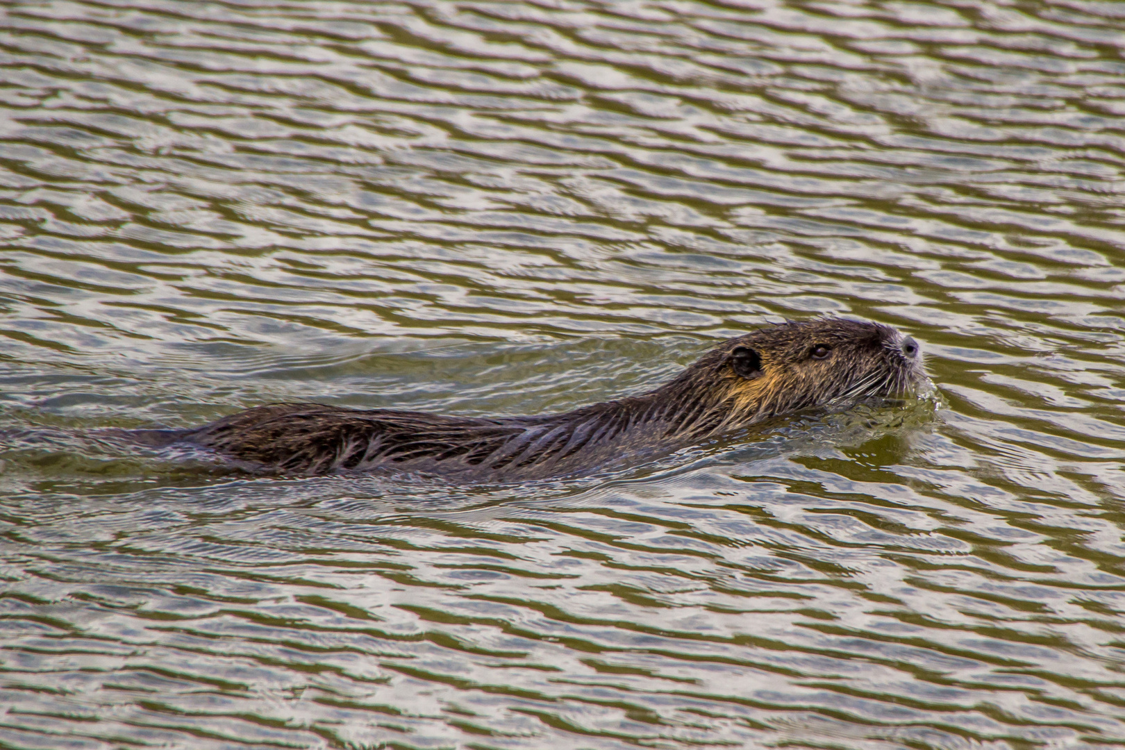 Nutria 