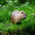 Nutria