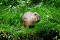 Nutria