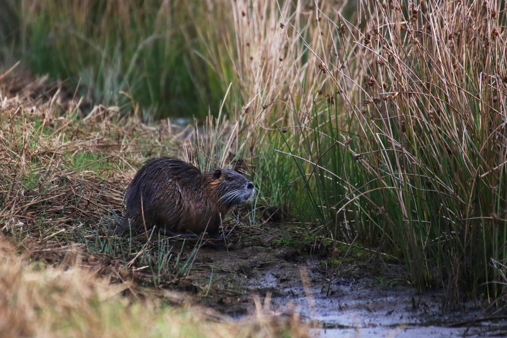 Nutria 