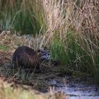 Nutria 