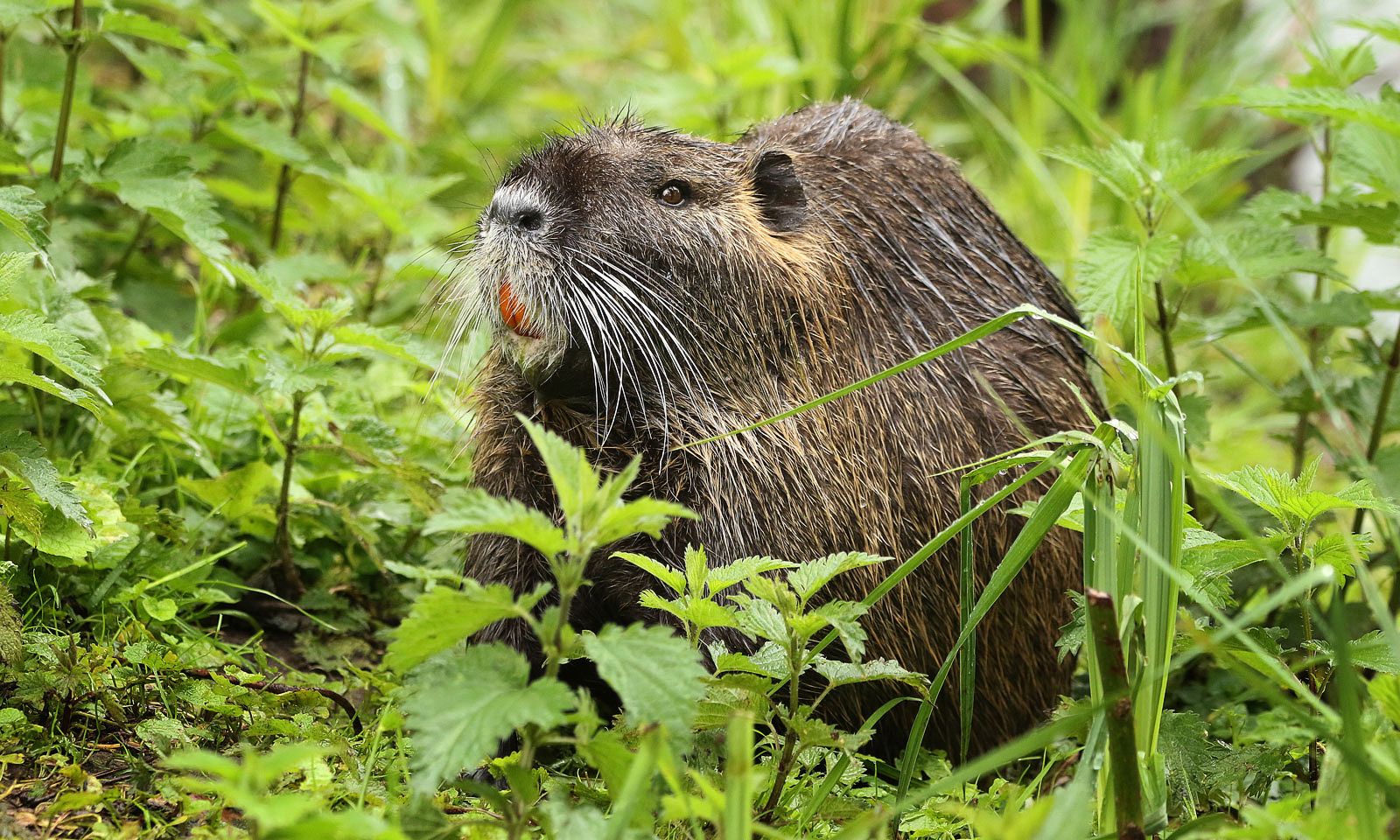 Nutria