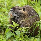 Nutria