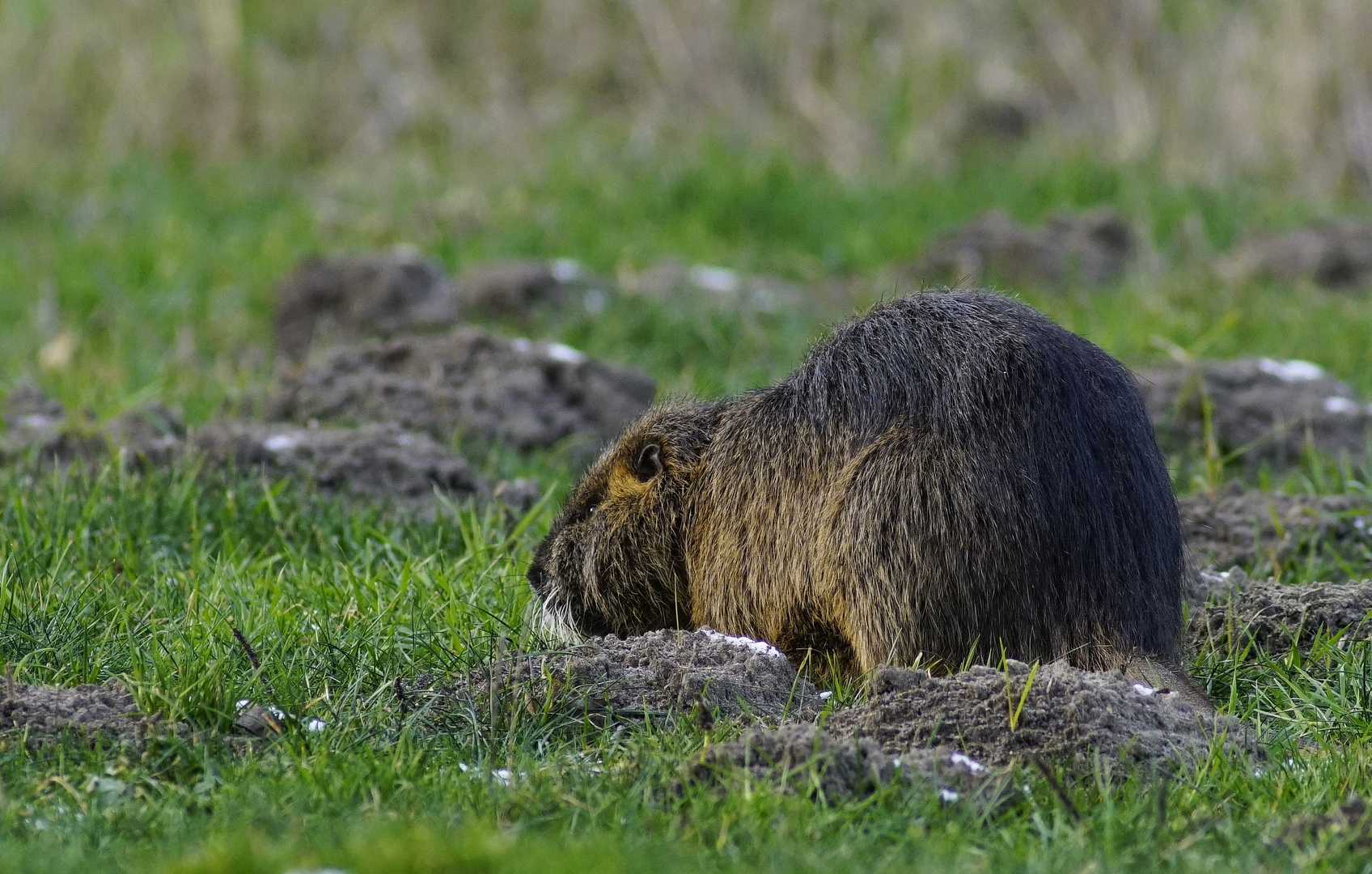 Nutria. 