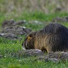 Nutria. 