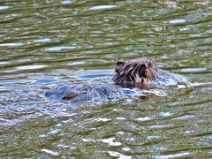 Nutria