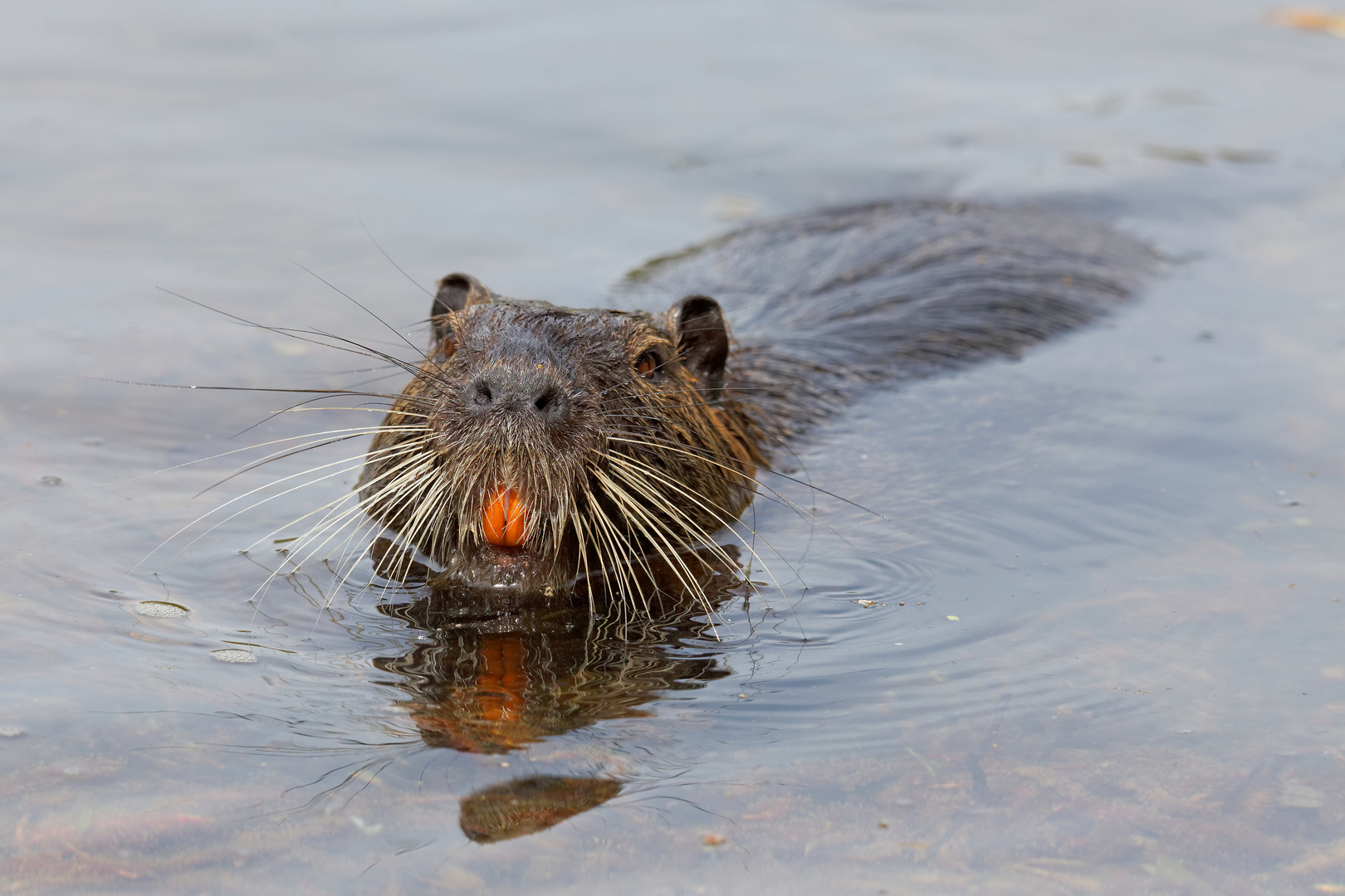 Nutria