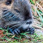 Nutria 