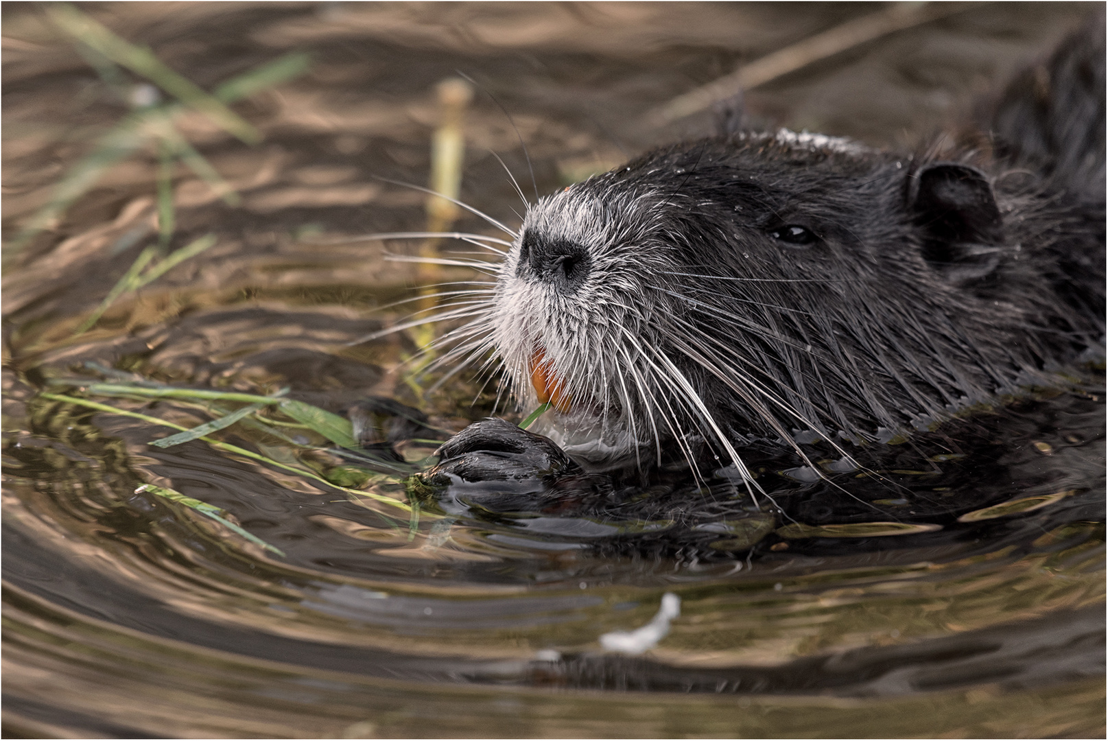 Nutria