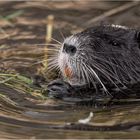 Nutria