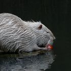 nutria