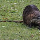 Nutria