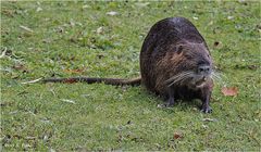 Nutria