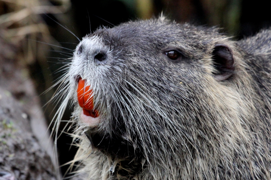 Nutria