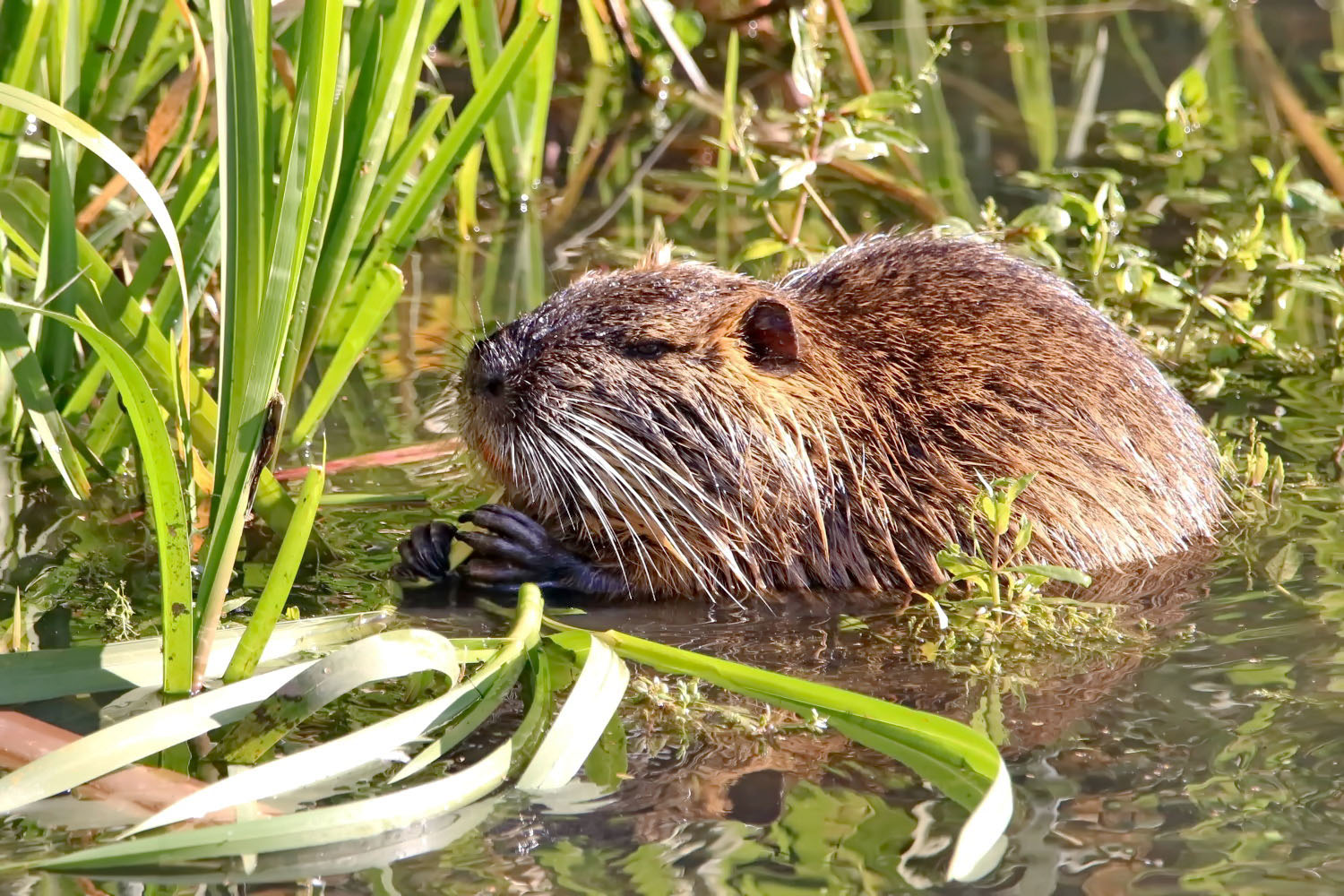 Nutria