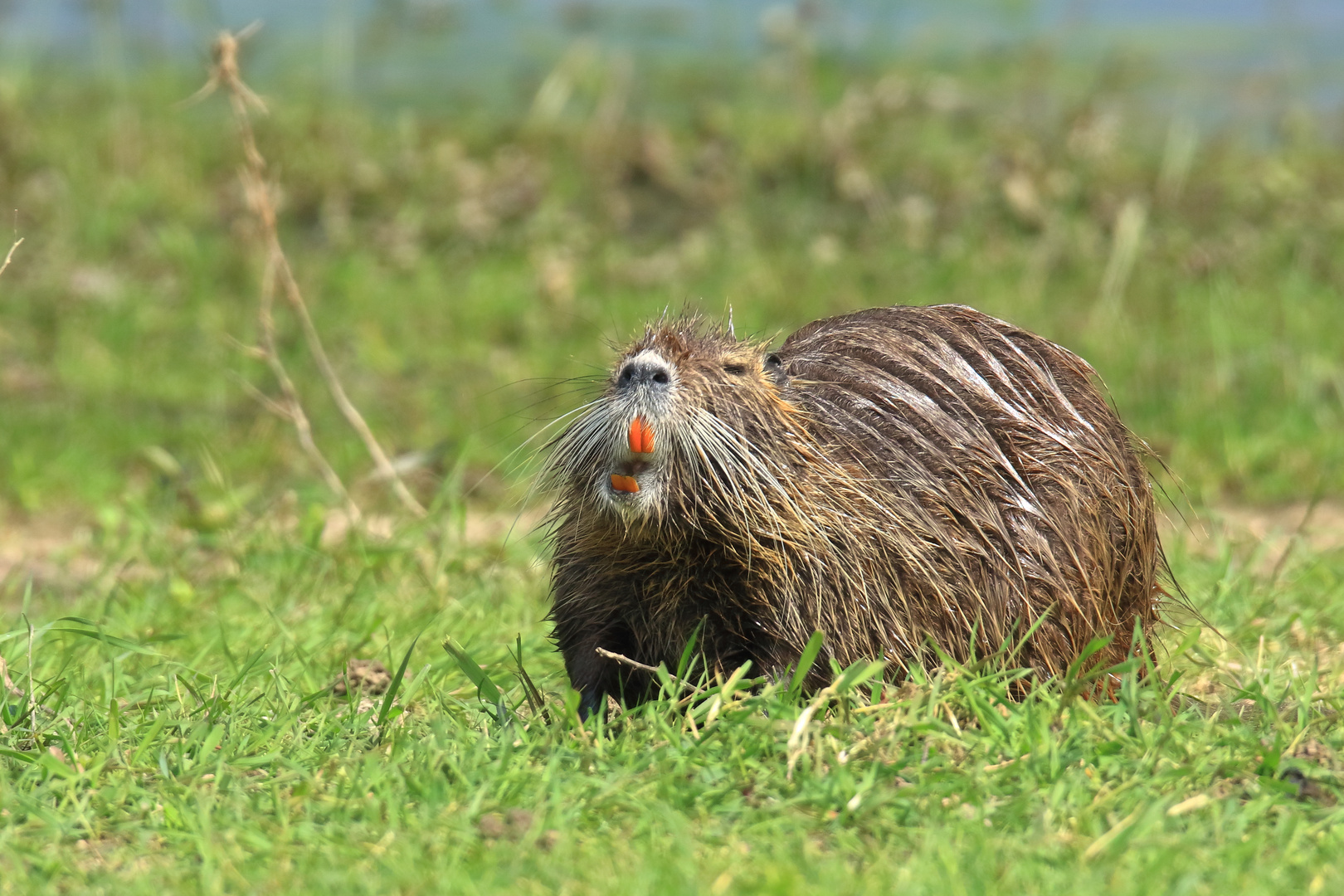 Nutria