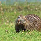 Nutria