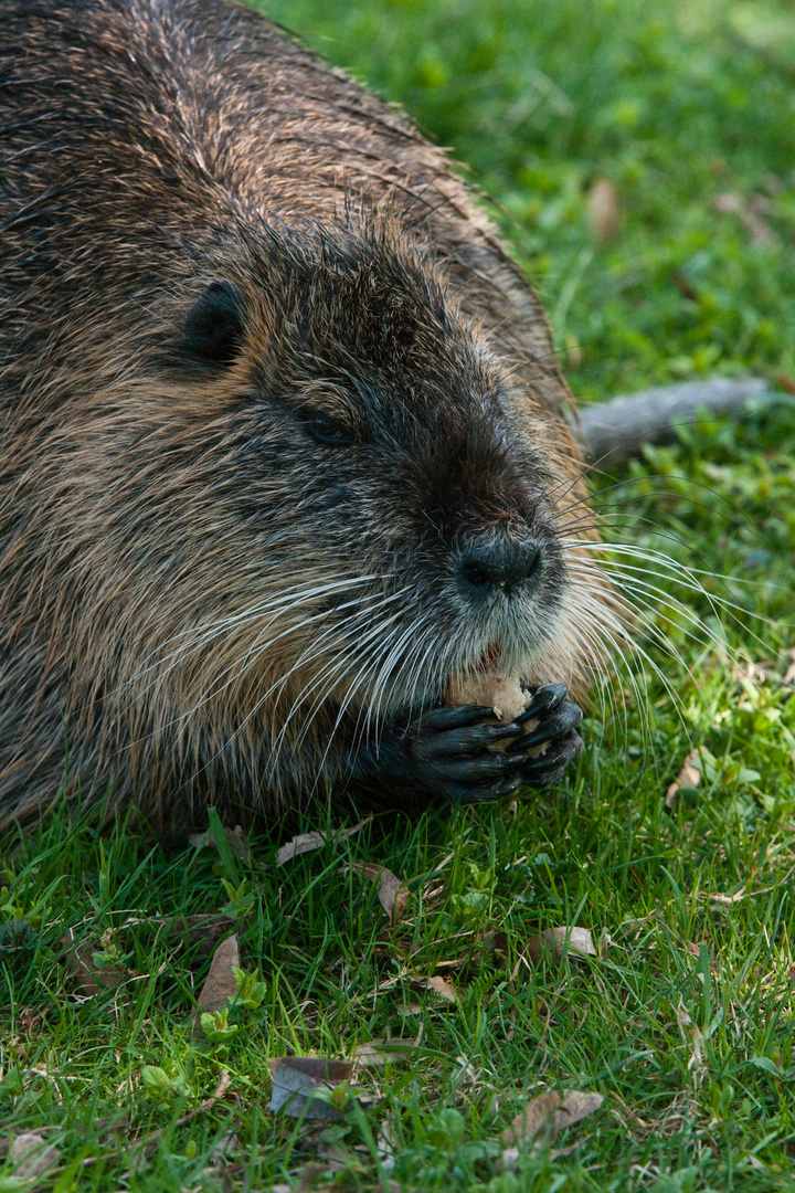 Nutria