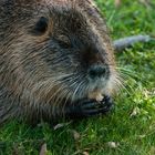 Nutria