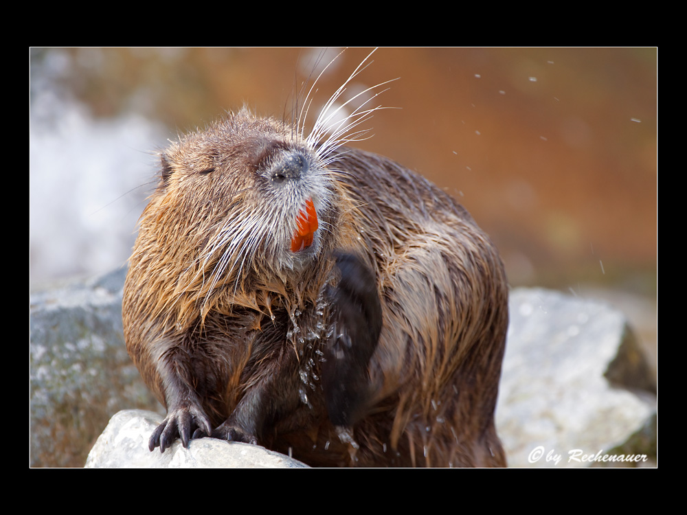 Nutria