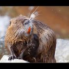 Nutria