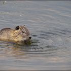 Nutria