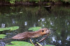 Nutria