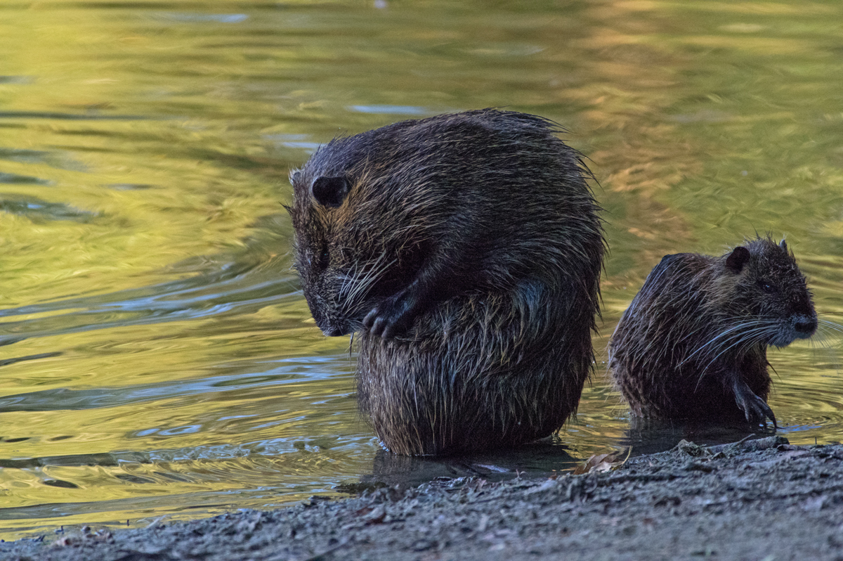 Nutria