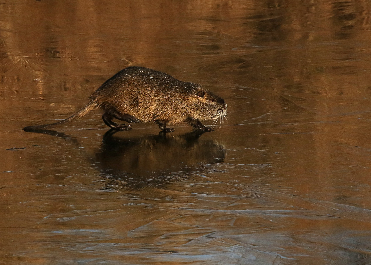 Nutria