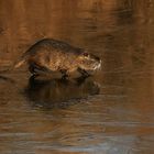 Nutria