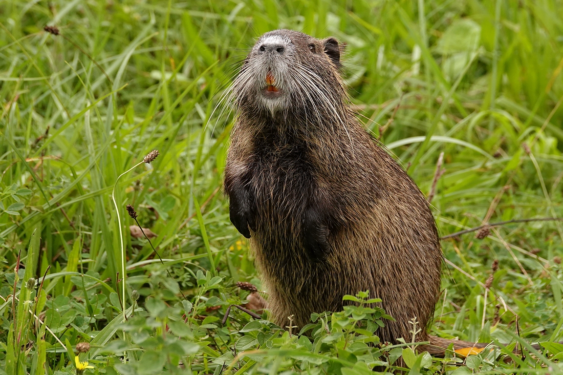 Nutria