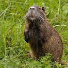 Nutria